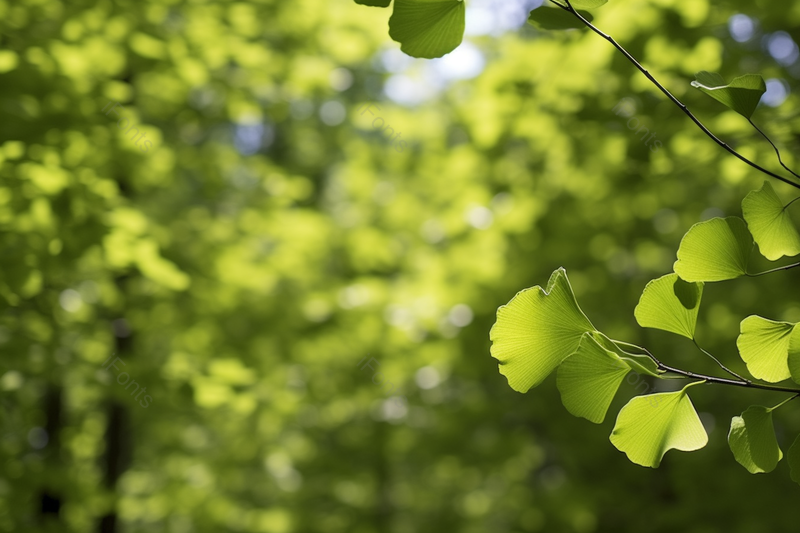 晴朗天空下的绿色叶子树叶银杏叶自然生长,高清,摄影图,摄影图片,图片大全,摄影图免费下载